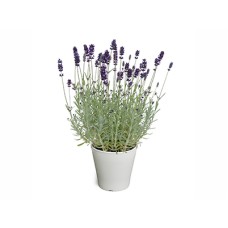 English Lavender